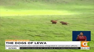 THE DOGS OF LEWA | Lewa conservancy using dogs to track down poachers | Citizen TV Kenya