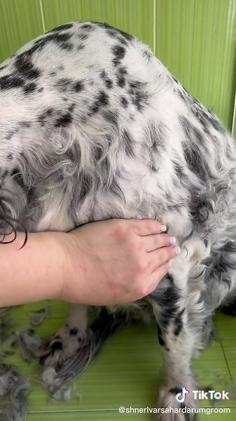 Grooming Tips for Your Spaniel: A Step-by-Step Guide