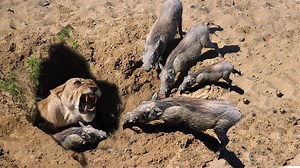 OH MY GOG! Harsh life of Warthog! The God can't help Warthog escape the power of Lions | Sky Animals R