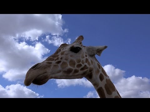 Busch Gardens, Tampa - animals 4K