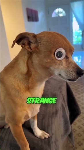 One-Eyed Dog's Daily Eye Patch: Googly Eyes or Pirate Life? 😂🐶