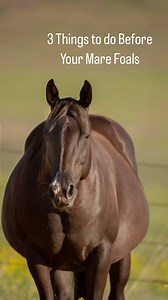 17 reactions | Pregnant mares need specialized care during the final three months of their 330- to 345-day gestation to ensure a safe and healthy pregnancy and foaling. Click the link in our bio to learn some guidelines to help you navigate the different aspects of caring for your broodmare during this critical time, from proper nutrition, exercise, and vaccinations to preparing for foaling. | TheHorse.com | Facebook