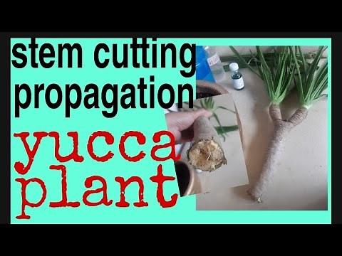 Yucca plant propagation from stem cutting l how to propagate a yucca plant