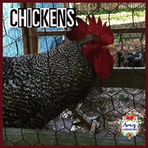 Chicken Lifecycle Videos and Chicken Reading Passages