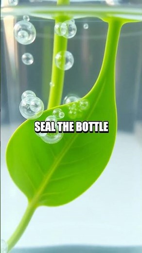 Discovering Plant Respiration with a Simple Experiment