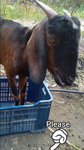red goat biting ll #goatfarming