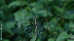 Stick Insect, Phasmatodea, eating the top of the plant in Kaeng Krachan National Park in slow motion.