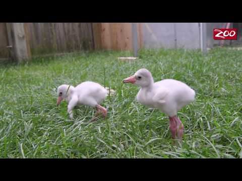 Flamingo Chicks Hatch at Columbus Zoo