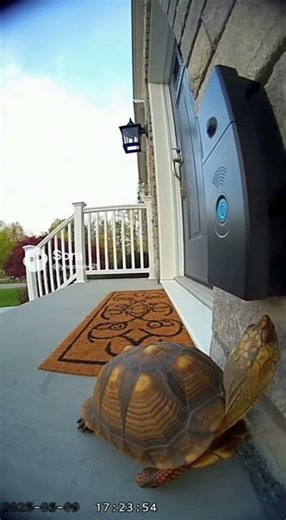 Curious Turtle Reacts to the Talking Doorbell 🐢🔔😲#shorts