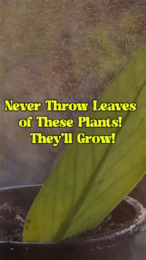Simple leaf propagation tips that work every time