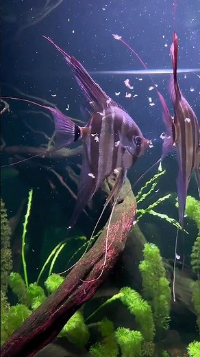 Altum Aquarium #shorts