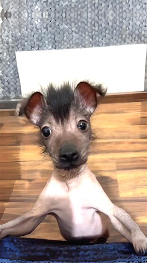 221K views · 8.1K reactions | 10 Rarest Dog Breeds In The World!  | 1 Minute Animals | Facebook