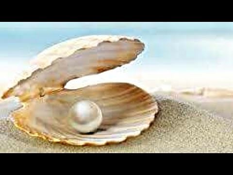 How to make a Paper Seashell Craft / Shell Crafts Ideas / Origami Shellfish