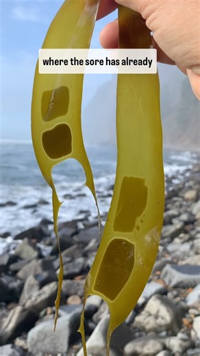 Alanna Kieffer on Instagram: "We are nearing the end of summer which means washed up on our beaches, we are finding bull kelp blades with spore patches on the blades, my absolute favorite!! Here’s a little lesson on the life cycle of bull kelp. What you’re seeing here, in these eye-catching stained glass kelp blades, is the development of sori, or patches of spores! Bull kelps, which can grow to around 60-100ft, are actually an annual species, meaning they typically only live about 1 year. This 