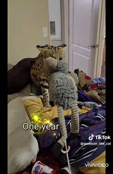 Serval vs. Cat: A Playful Tug-of-War