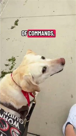 Life with a Guide Dog