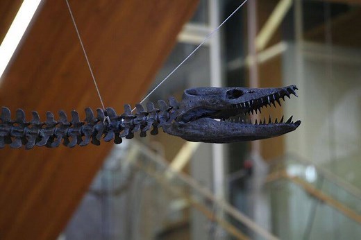 The UBC Pacific Museum of Earth's newest resident is an ancient sea monster—the Elasmosaurus. The 13-meter-long resin-cast skeleton of the ancient marine reptile was installed in the glass atrium of the Earth Sciences Building last weekend. Learn more: https://science.ubc.ca/news/ubc-museum-welcomes-ancient-sea-monster | University of British Columbia