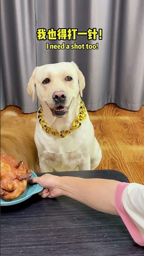 狗子：你这哪是扎针啊， 这不是谋杀吗！！！Pup: That ain’t no injection—this is straight-up murder!!!#搞笑汪驾到#萌寵#寵物#搞笑#拉布拉多