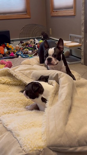 Understanding Dog Language and Communication: Boston Terrier vs Labrador