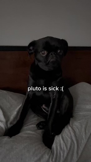 pluto & carl on TikTok