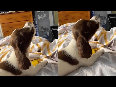 Adorable Puppy Howls After His Toy Squeaks