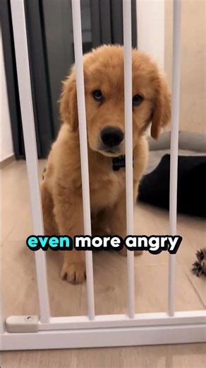 This is What Happened if You Leave your Dog Home Alone 🥹