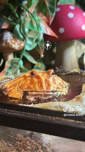 It’s dangerous to go alone, take this! 🐸✨ #fyp #fypシ #pacmanfrogs #frogs #frogsontiktok #pacman #bigboy #frog #cute #chubby #zelda #thelegendofzelda #chest #nintendo #petsoftiktok #pets #love #baby #socute