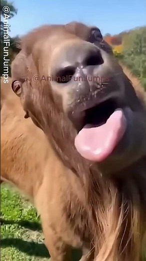 Cute baby Laughing🤣😅😂 #babylaughing #cutebaby #funnybabyshorts #babylover #babyshorts #babyboy