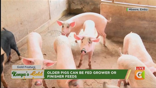 3.1K views · 66 reactions | Pig farming in Kenya: There is a growing demand for pork in Kenya Common breeds in Kenya include Duroc, Large Race, Large White Duroc have docile temperament and good maternal instincts For younger pigs, a starter or grower feed is essential Older pigs can be fed grower or finisher feeds #KenyasGold | Citizen TV Kenya | Facebook