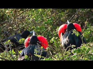 Great Frigatebirds of Genovesa Island