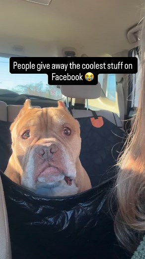 61K views · 10K reactions | Welcome Stella 勺 This sweet senior joined the team today. She needs the works, basic vetting, vaccines and a suspicious lump removed on her back leggie. If you can help with the cost of her care by making a small donation, please consider! Venmo PhillyBullyTeam paypal Phillybullyteam@yahoo.com cash app $PhillyBullyTeam #phbtStella | Philly Bully Team | Facebook