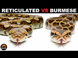 What is the Difference Between Burmese Pythons and Reticulated Pythons?