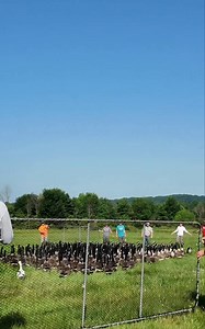 229K views · 1.4K reactions | #DYK in the summer, adult Canada geese...