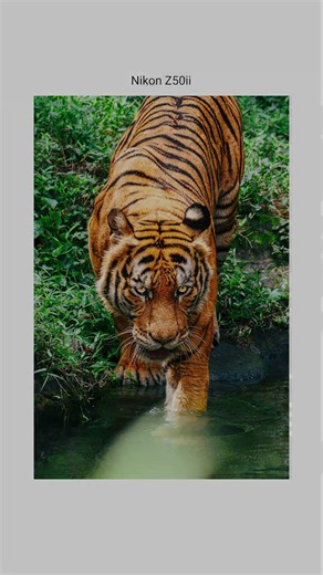 I'm a photographer and I took this photo #nikon #photography #tiger #photooftheday # #nikonz50ii