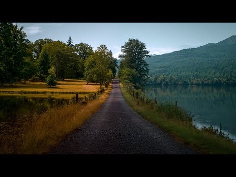 Collateral Damage (Official Video)