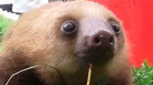 Happy International Sloth Day - These Squeaky Baby Sloths Will Make Your Day