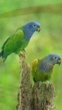 relaxation #parrots #parakeets #piano