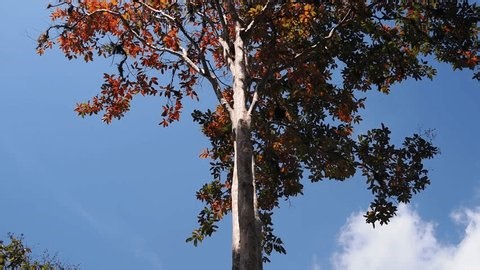 clip-3992889391-trees-change-color-shed-their-leaves-summer