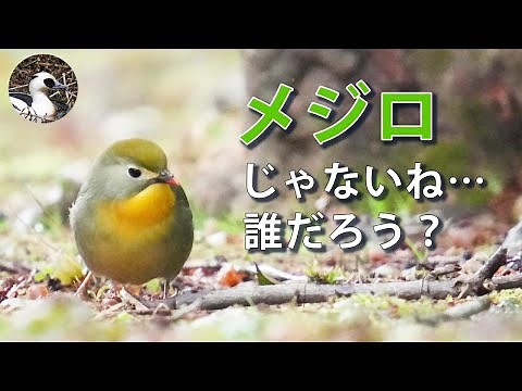 【野鳥観察】冬の公園で野鳥を探す！メジロ色で嘴の赤い小鳥を解説！ Vlog51