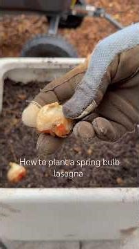 How to plant a spring bulb lasagna 🌷