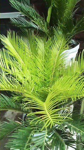 sago palm 🌴#shorts #garden #shayari #plants
