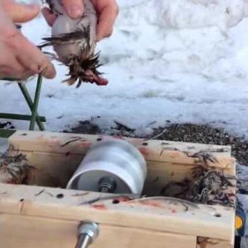 Plumer une caille - quail plucker homemade