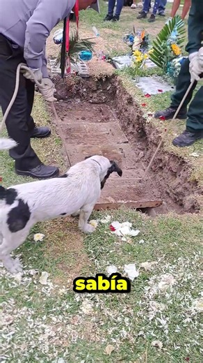 This little dog never stopped waiting for his owner…