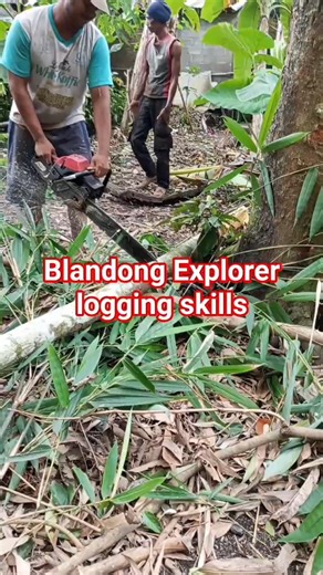 small branch cutting process #woodworking #treecutting #treework #arborist #lumberjack #shorts