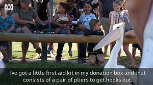 7K views · 157 reactions | Have you fed the pelicans in Kalbarri? 殺 Every day, for more than 40 years, the pelicans get fed at the exact same time. It's been a tourist favourite for so long and all donations made from the daily show go straight back into the local community. | ABC Midwest and Wheatbelt | Facebook