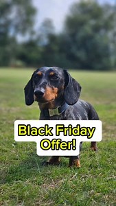 Use code - BLACKFRIDAY To get your first month for just £10!!! Thats access to everything our academy has to offer! ✅️ Over 200 on demand video tutorials ✅️ A private community page ✅️ Weekly live sessions ✅️ No contracts ✅️ Available worldwide Dont miss out! This offer ends Devember 1st Head to www.dovecotedogs.com or follow the link ib our bio #dogtraining #dogsofinstagram #dachshundsofinstagram #puppiesofinstagram #sausagedogs | Dovecote Dogs | Facebook
