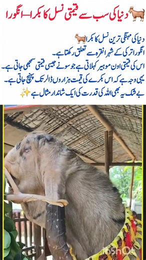 World’s Most Expensive Goat Breed Angora Goat#AngoraGoat#RareAnimals#LuxuryWool#Mohair#AmazingNature