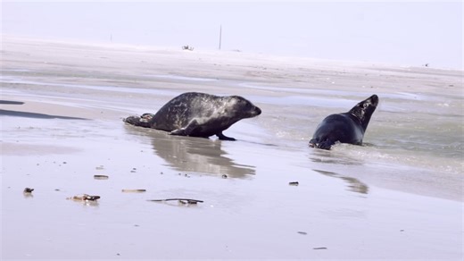 For nearly five decades, MMSC has been New Jersey’s only organization dedicated to the rescue, rehabilitation, and release of sick and injured marine mammals and sea turtles. Staff and volunteers have responded to more than 6,400 stranding calls for seals, dolphins, whales, and sea turtles along every stretch of New Jersey’s coastline. This important work is possible only through community support, and now MMSC needs the generous support of the public to continue its mission. This new mini-docum