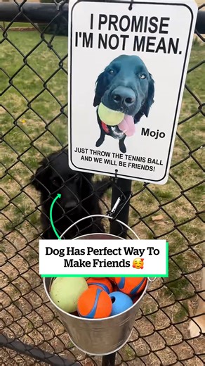 What a clever pup 👏 | VT