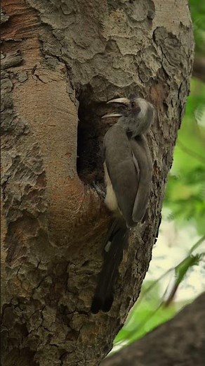 Indian Grey Hornbill | Nature’s Unique Bird of India